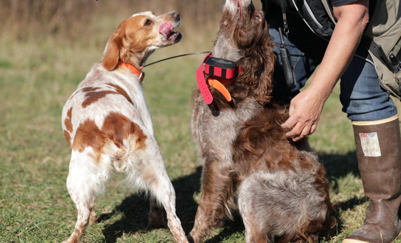 Woman holding a break-action shotgun over the shoulder with two hunting dogs