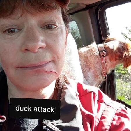 duck1