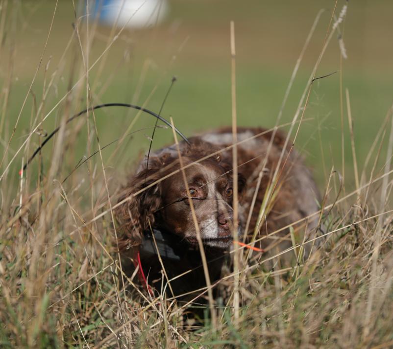 Brown hunting dog stalking in the tall grass