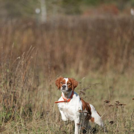 Hunting dog pointing in a tall grass field