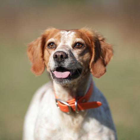 photo of olive 