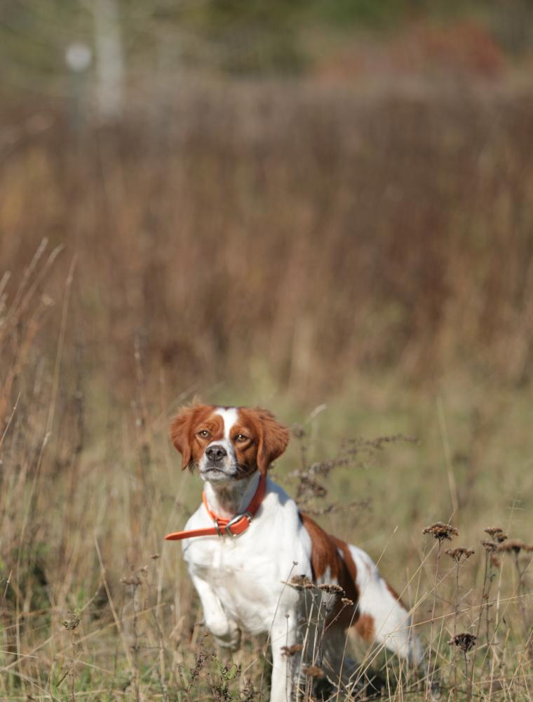 Hunting dog pointing in a tall grass field