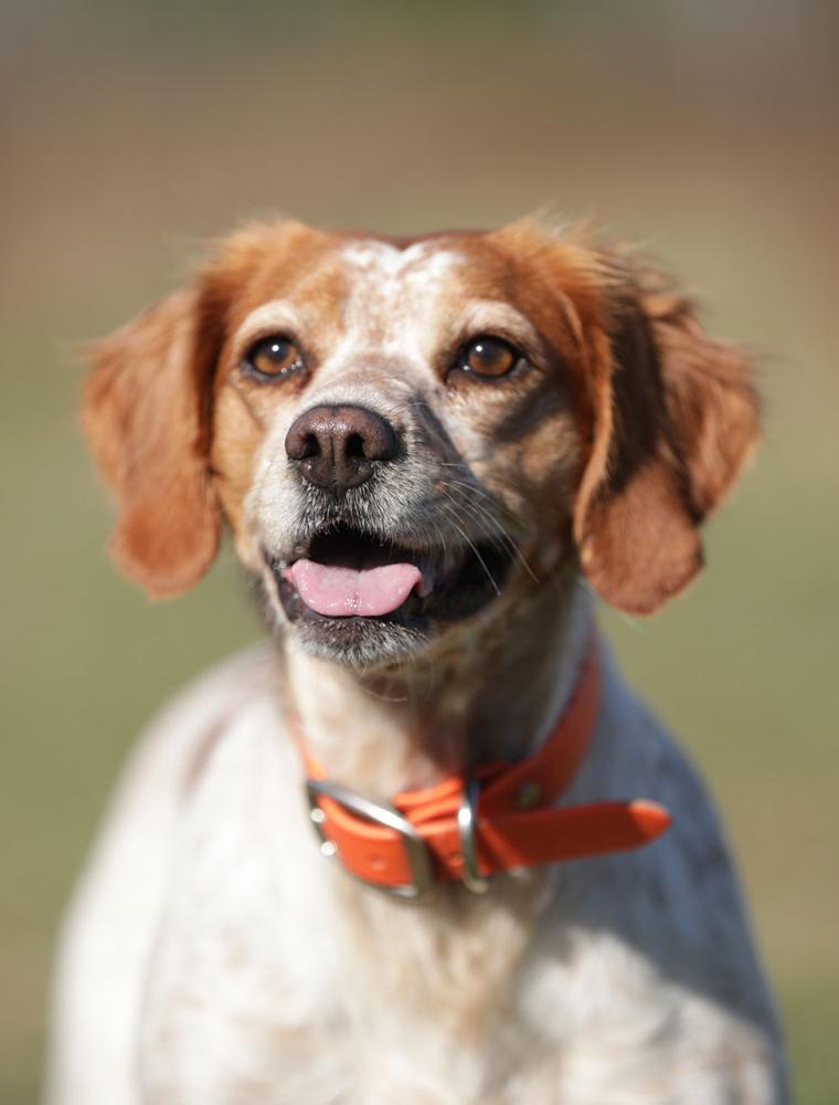 photo of olive 