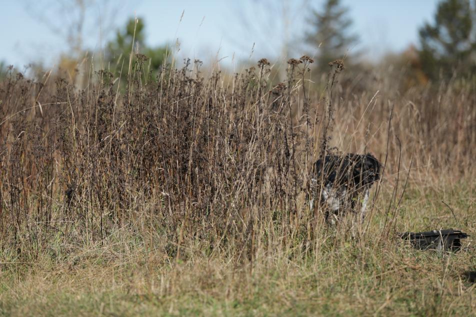 Roky hunting 