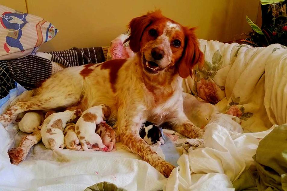 Olive with puppies 