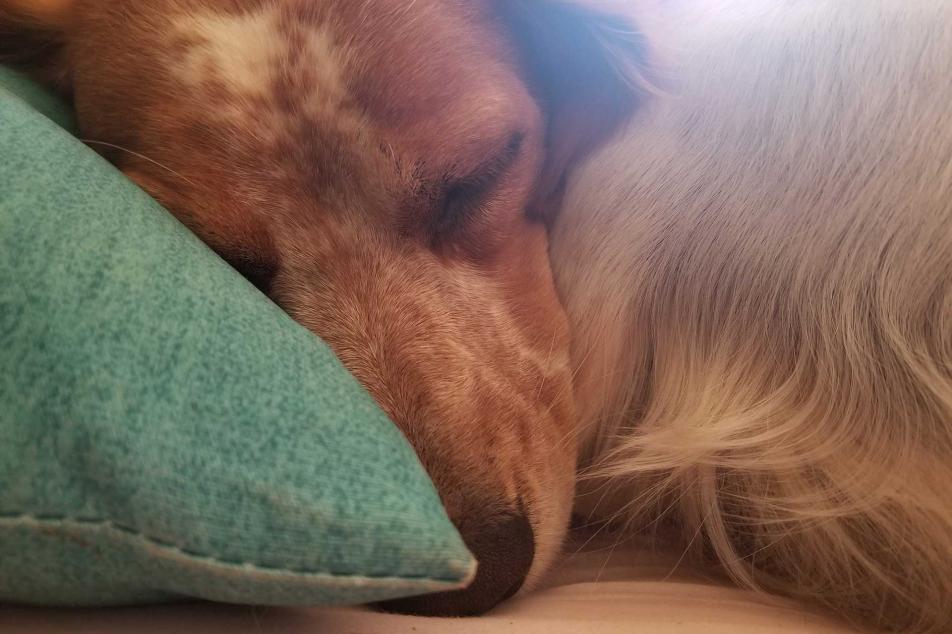 olive sleeping 