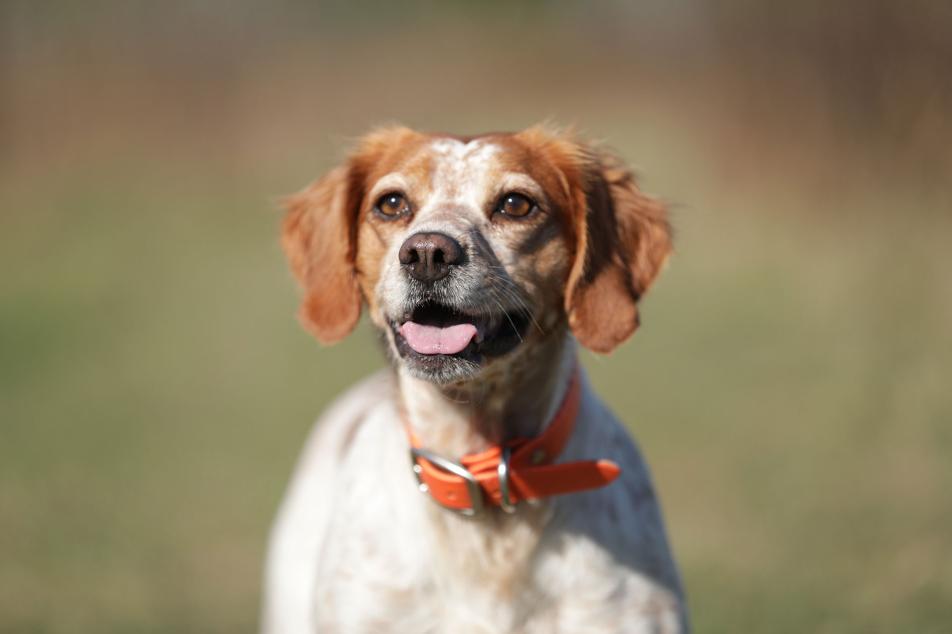photo of olive 