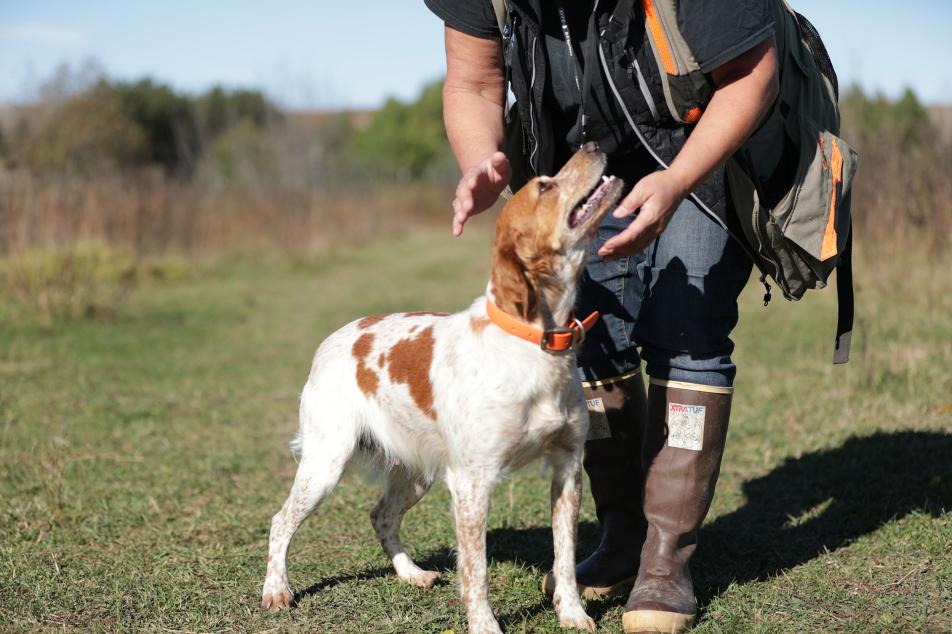 Olive with Kelly on a hunt 