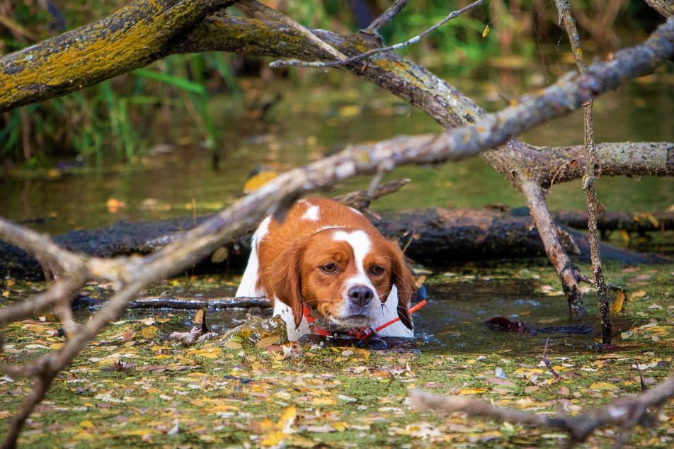 photo of dog, River, hunting 
