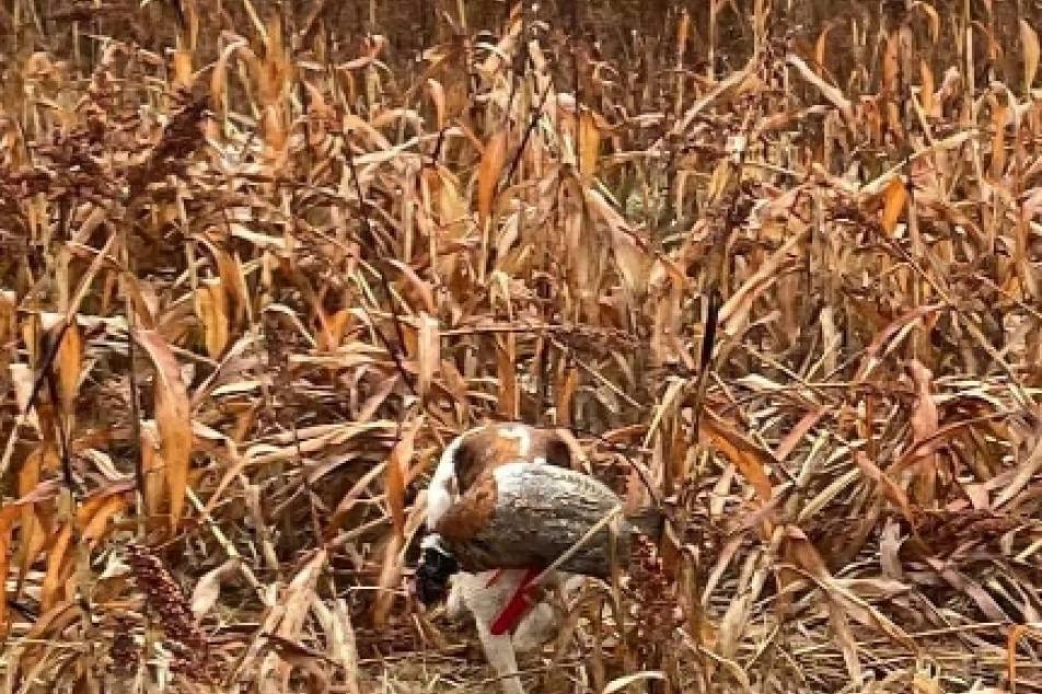 photo of River hunting 