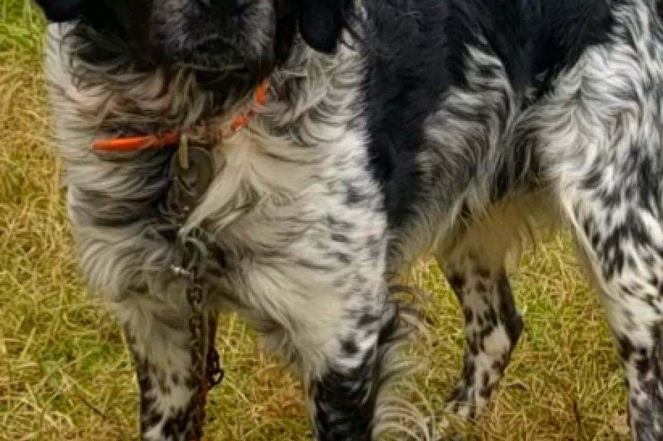Roky one of our dog sires 