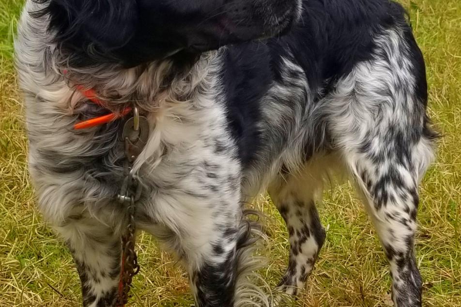 Roky sire dog 