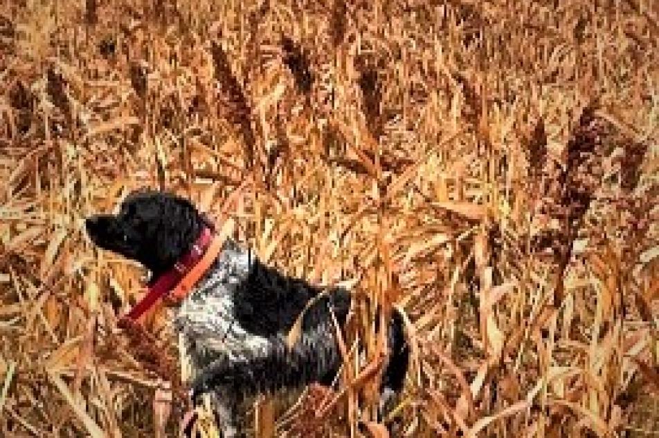 Roky on a hunt 
