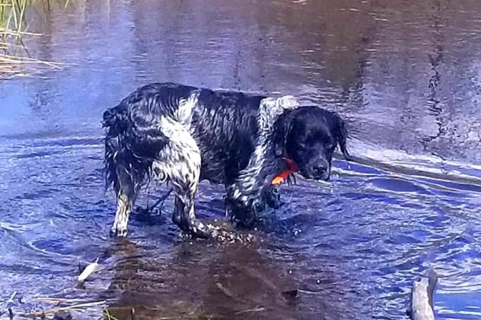 Roky in the water 