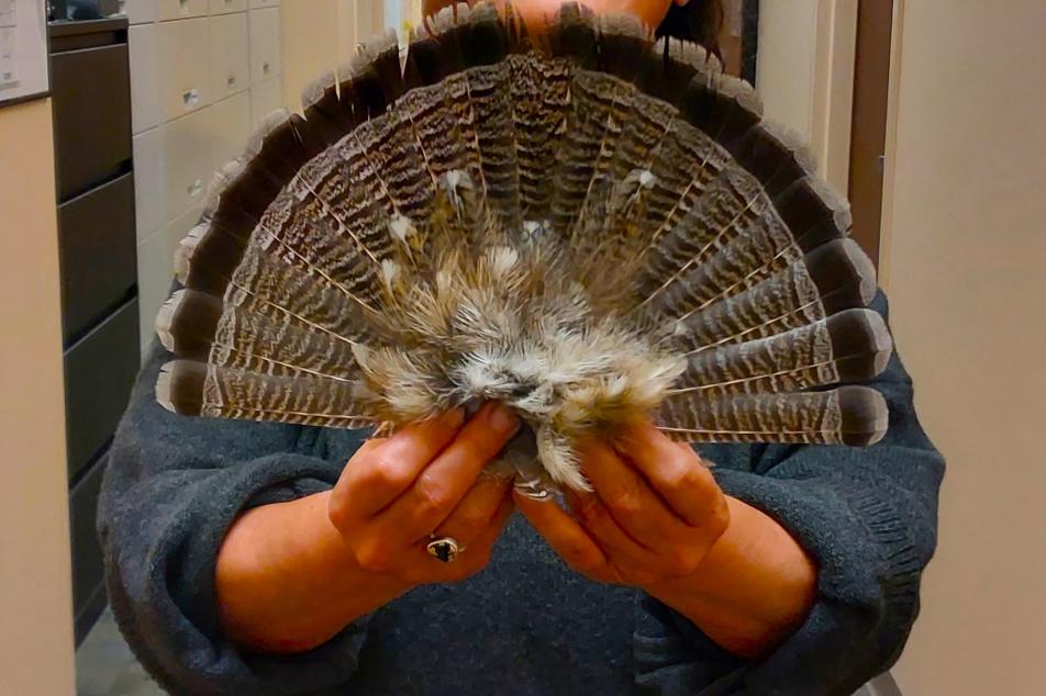fan
