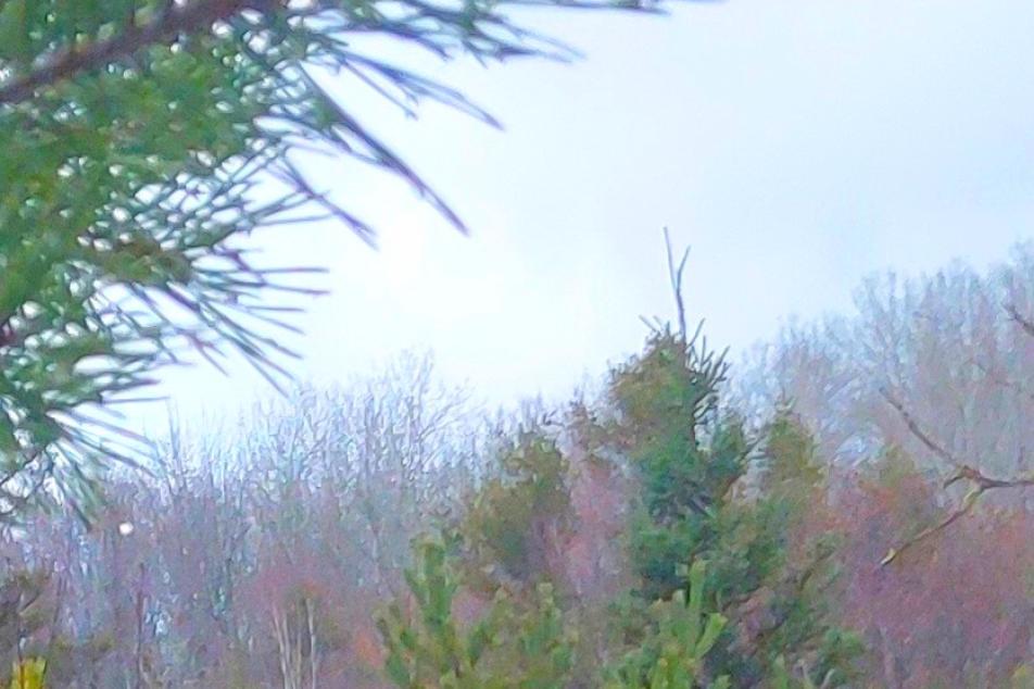 woods toot