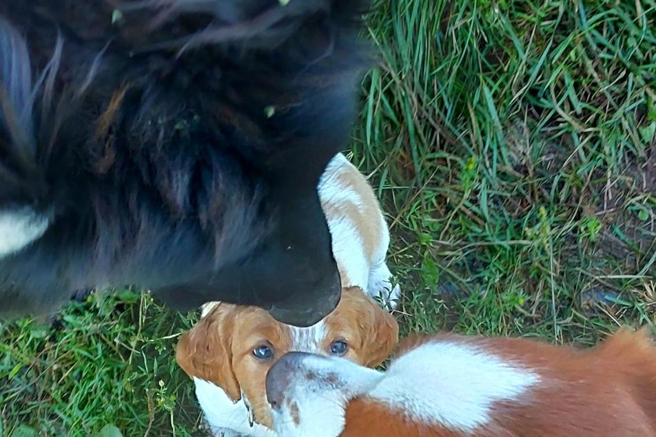 goobs and river and pup