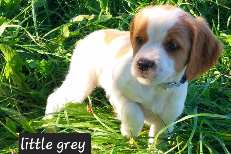 little grey 2025