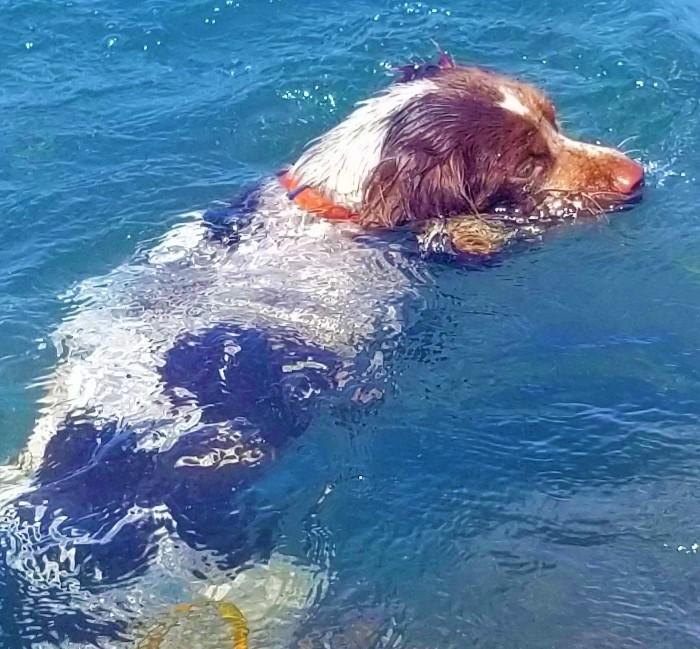 watersal