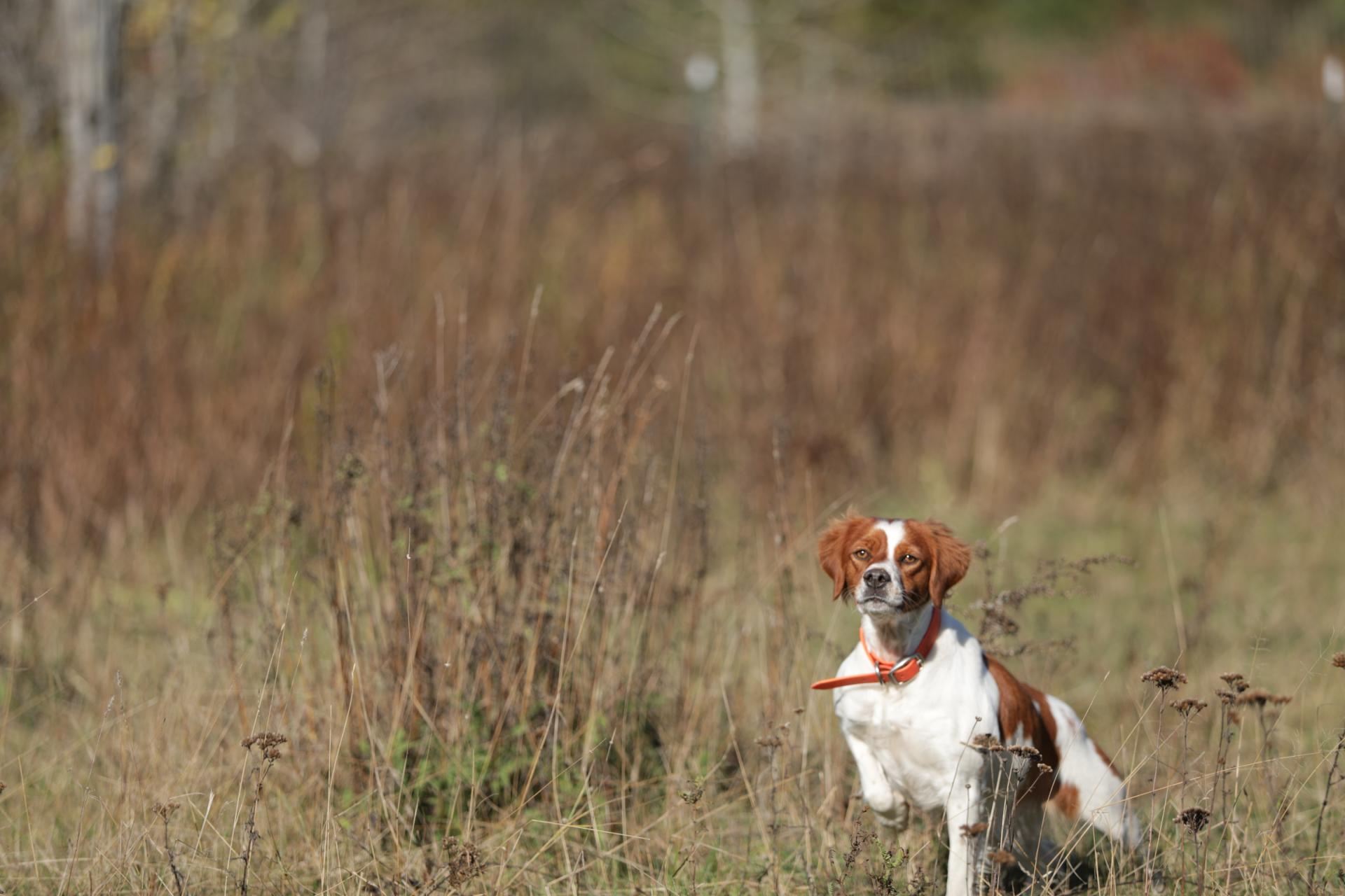 photo of River hunting 