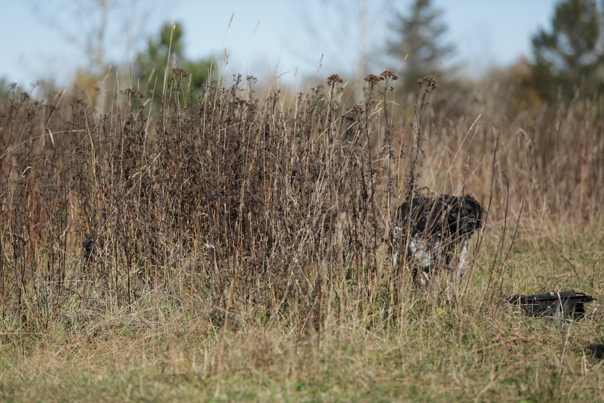 Roky hunting 