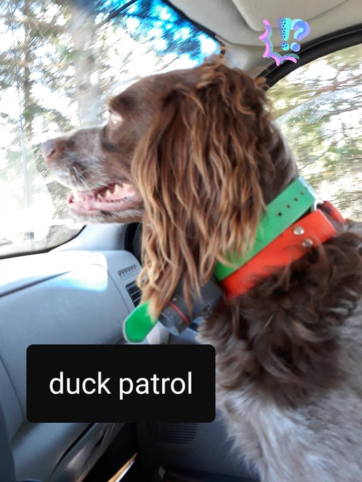 duck 2