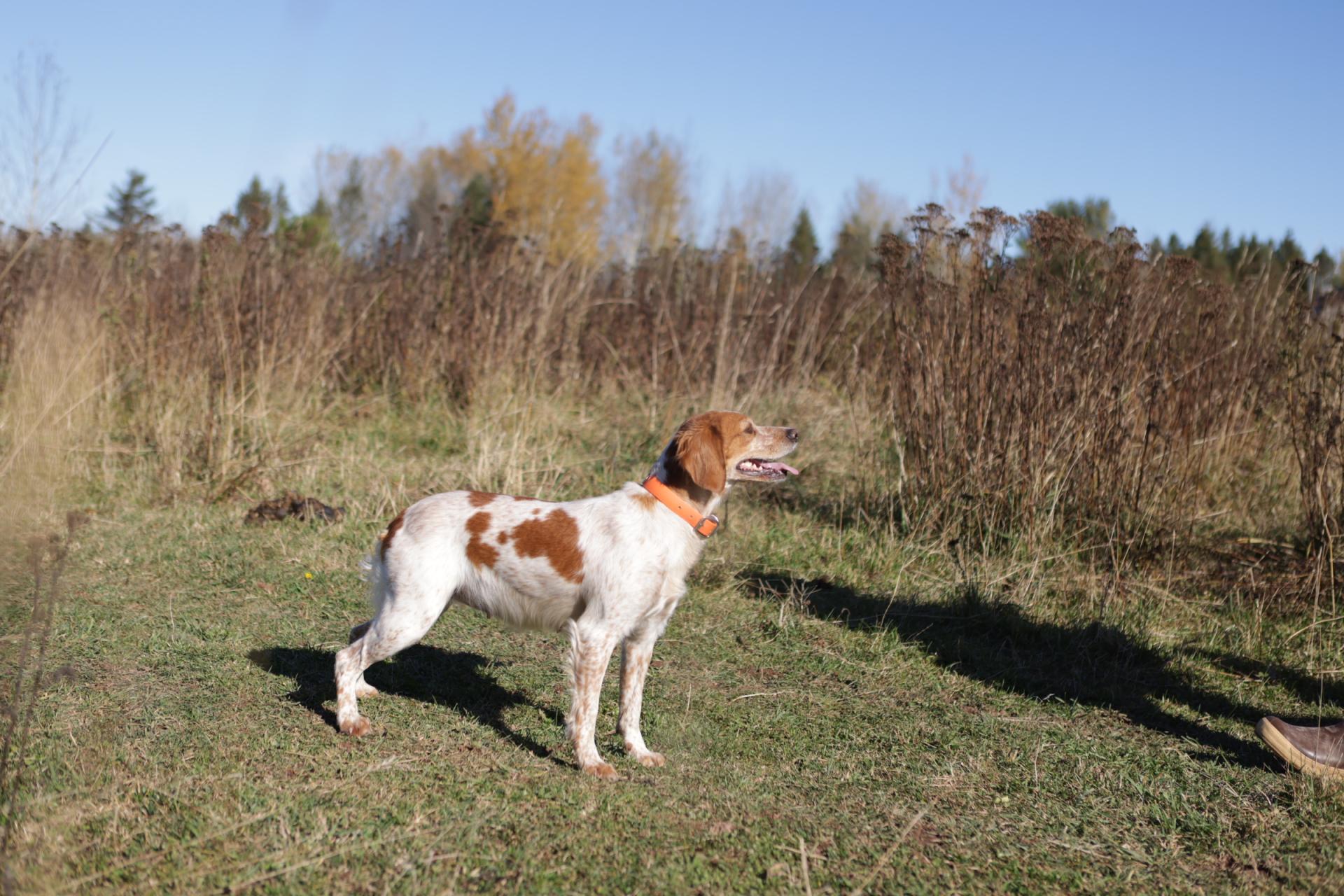 Olive hunting 