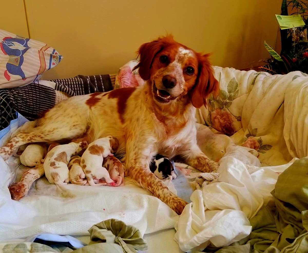 Olive with puppies 
