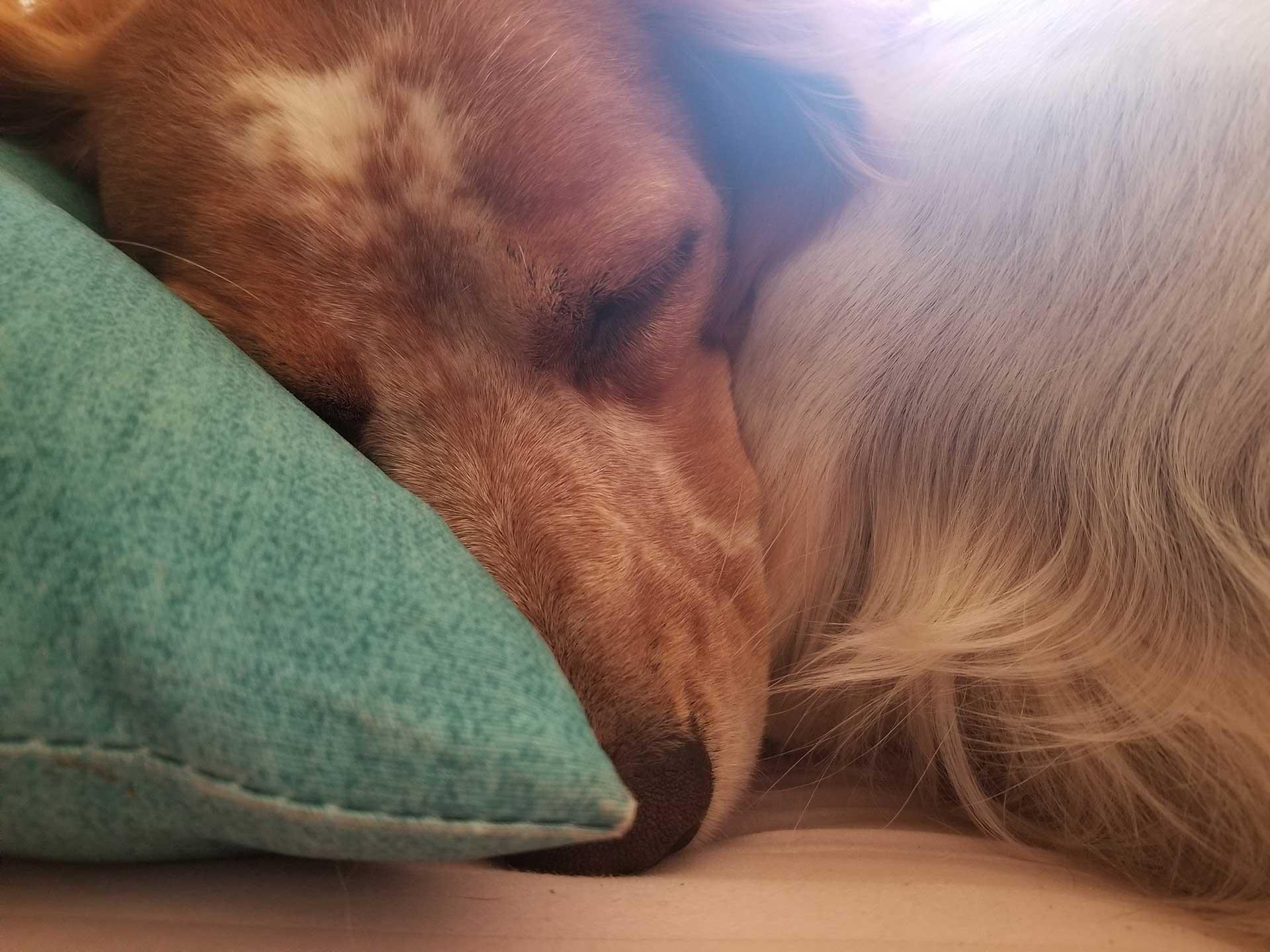 olive sleeping 