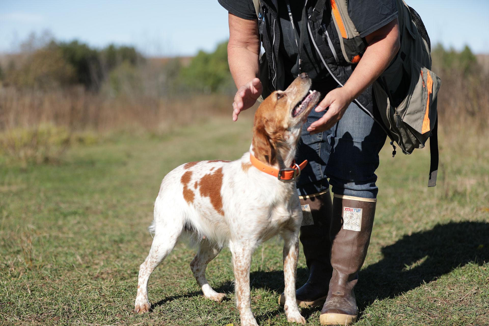 Olive with Kelly on a hunt 