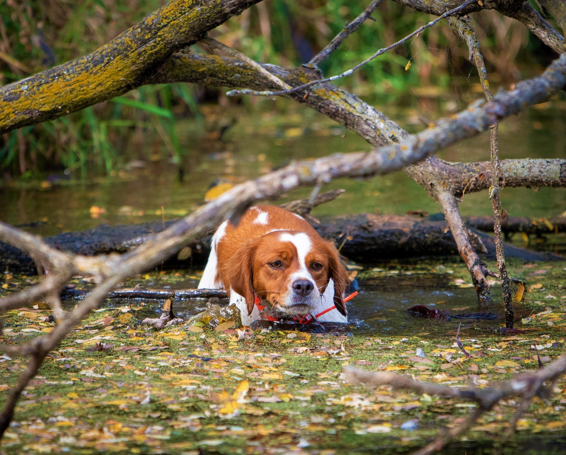 photo of dog, River, hunting 