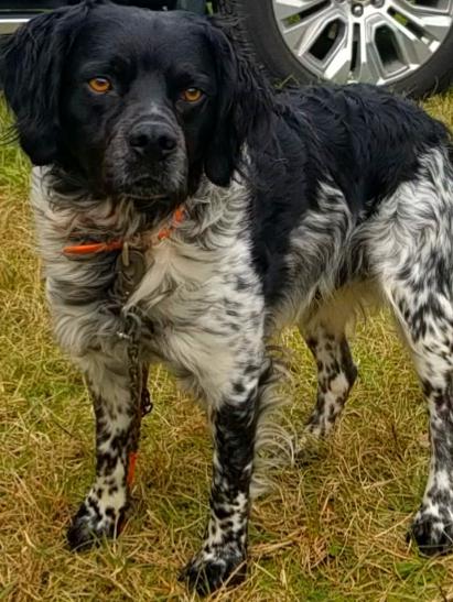 Roky one of our dog sires 