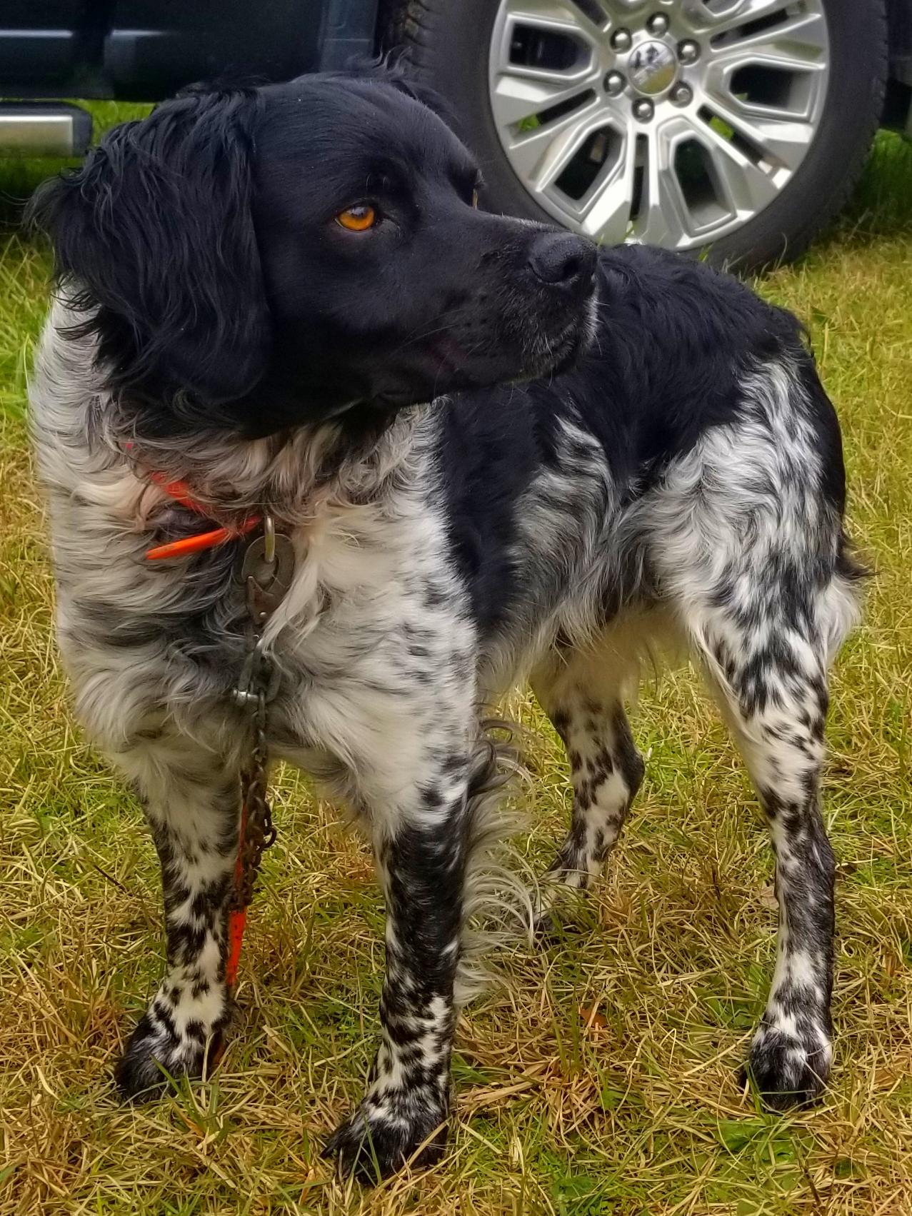 Roky sire dog 
