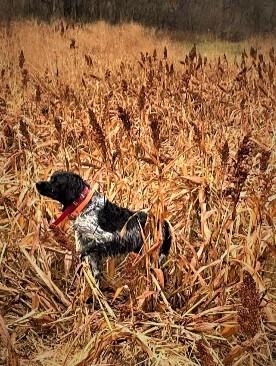 Roky on a hunt 