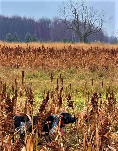 Roky on a hunt 