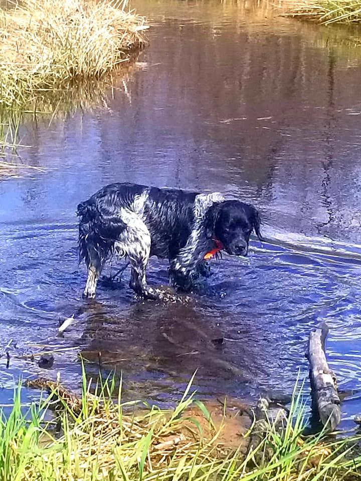 Roky in the water 