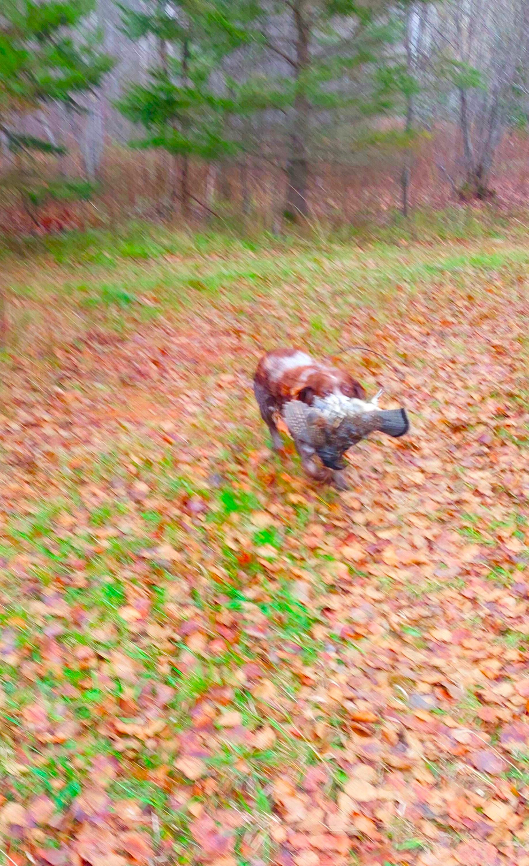 birdthief2