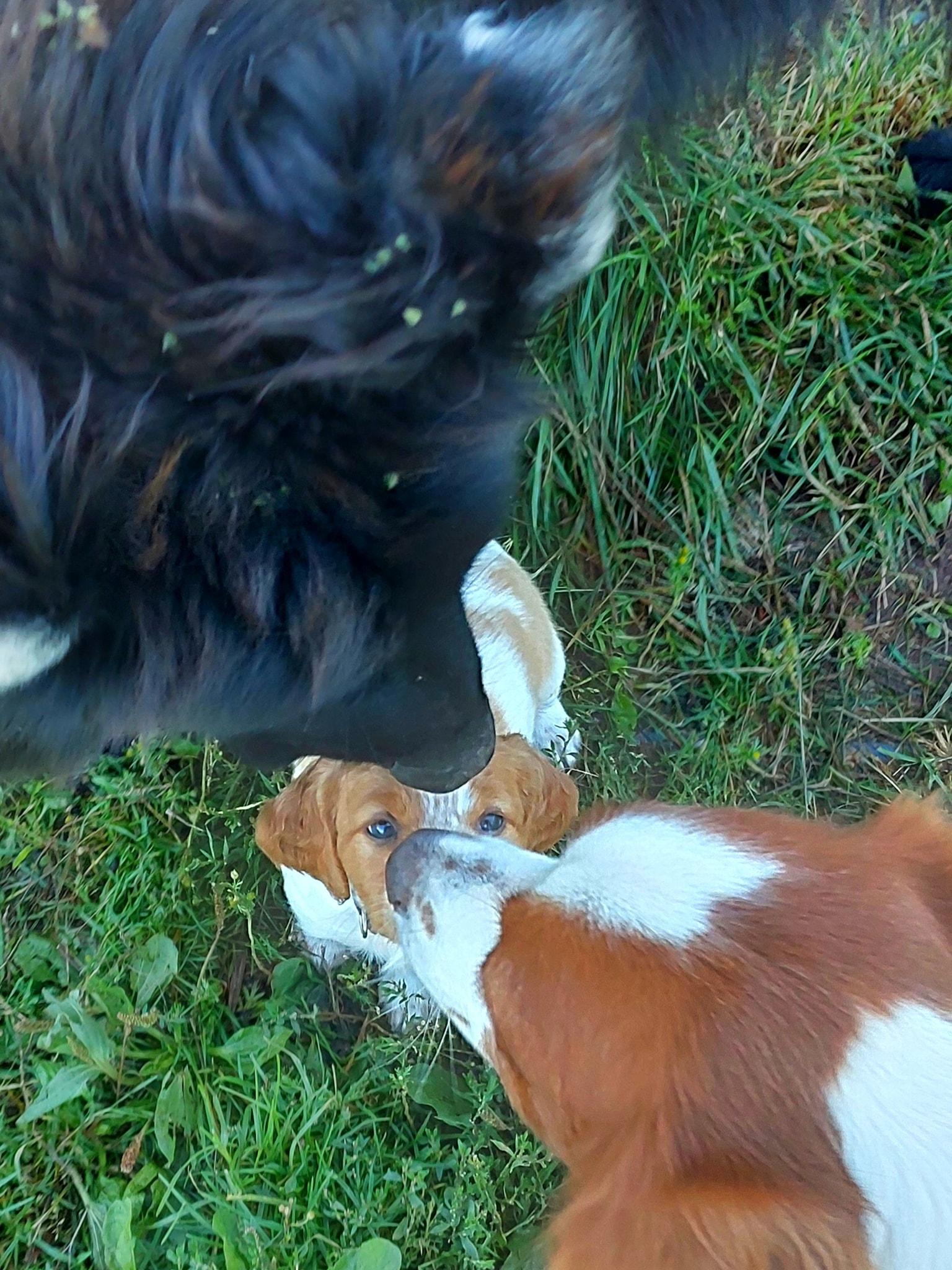 goobs and river and pup