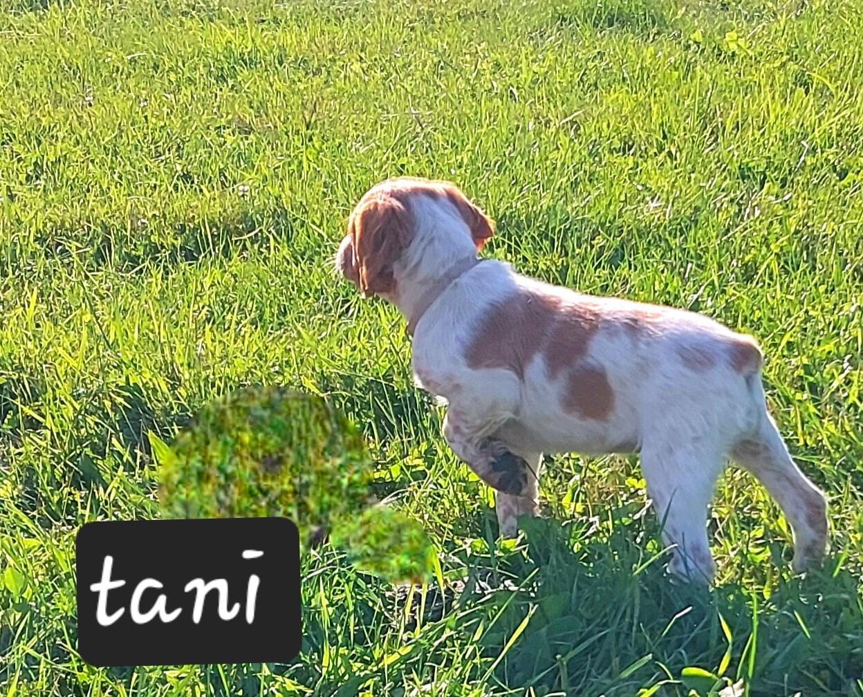 tani2025