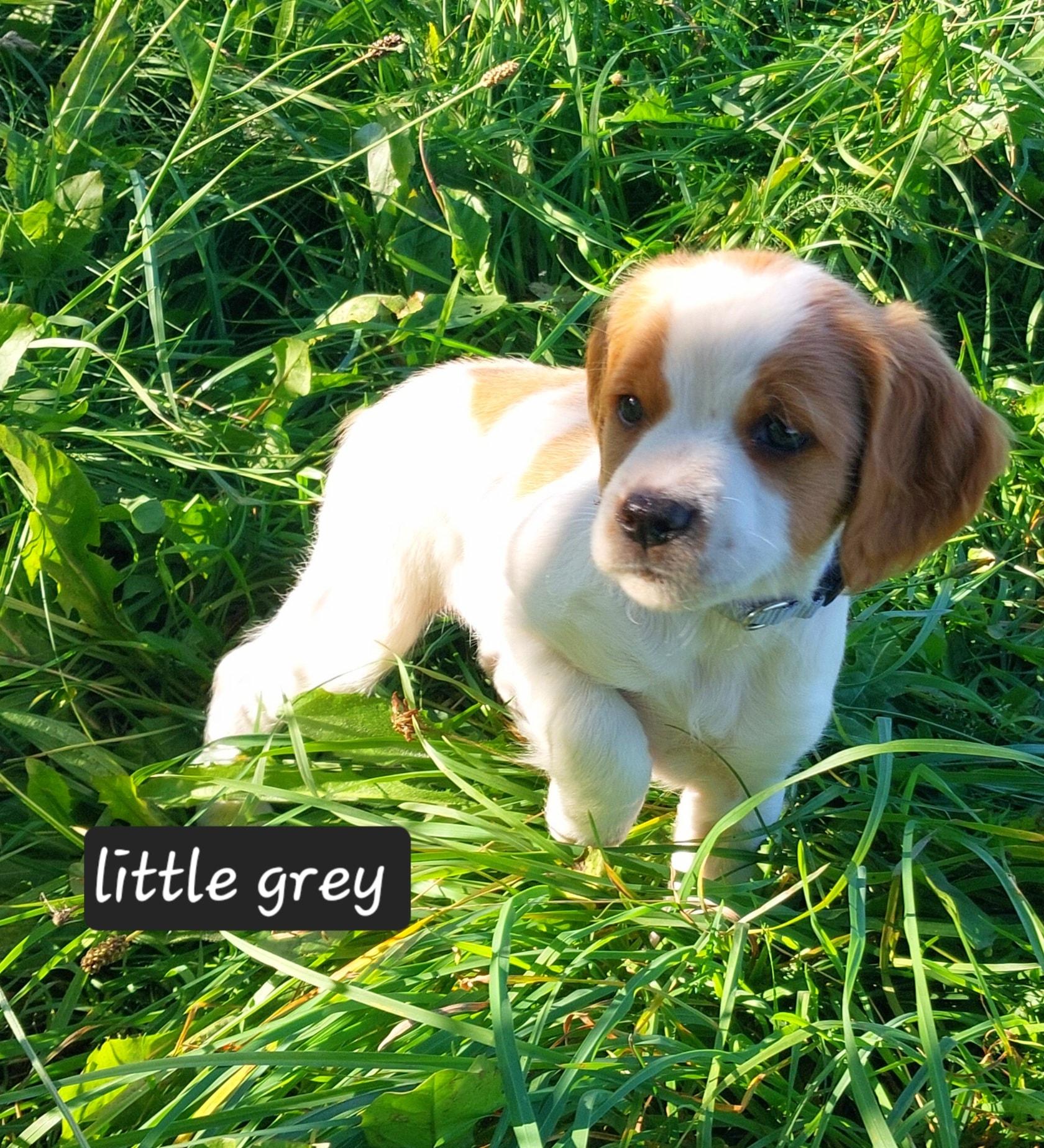 little grey 2025