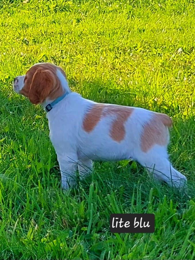 lite blu 2025