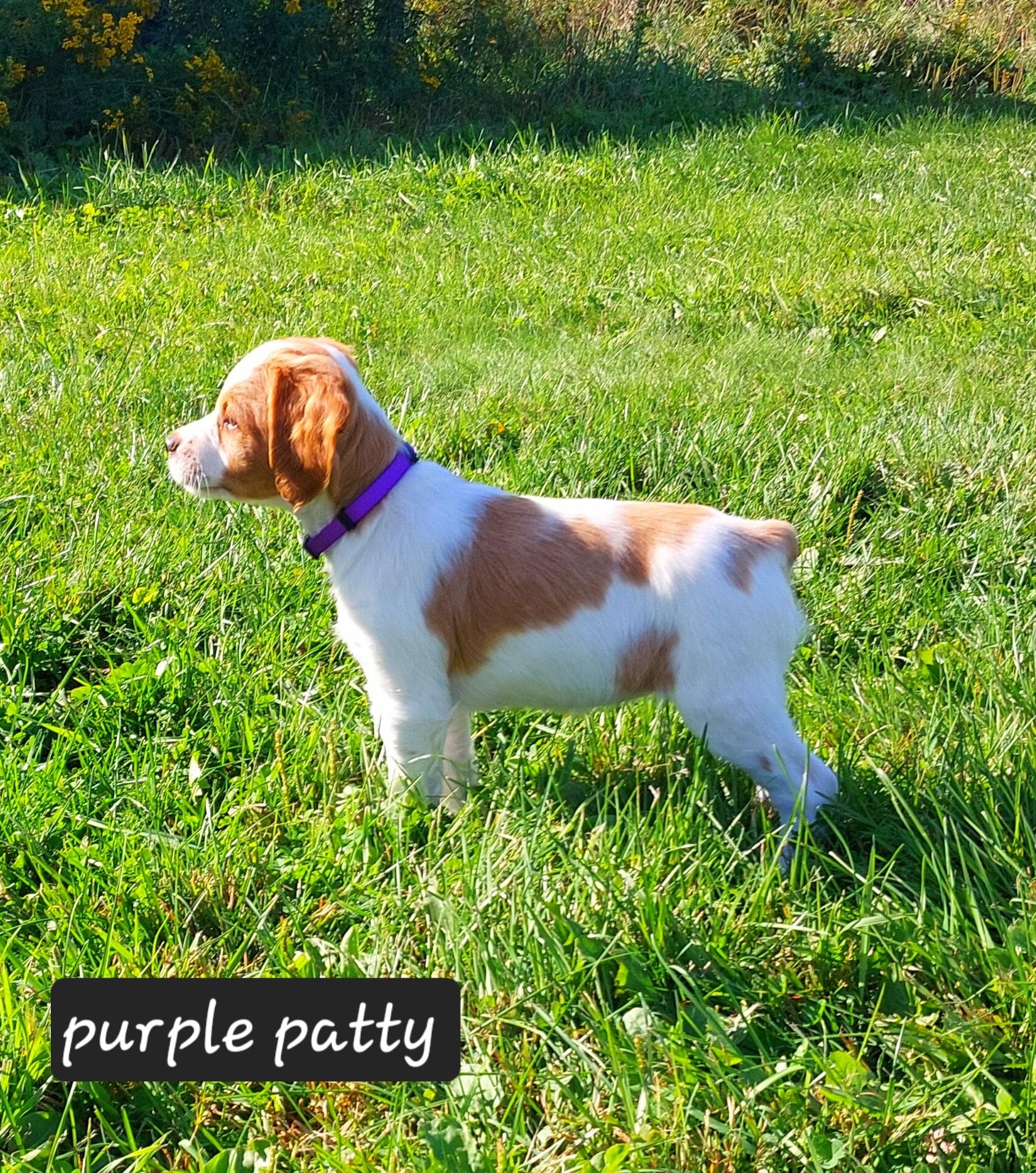 purple2025